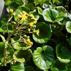 Farfugium jap giganteum